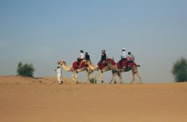 Dubai Camel Ride
