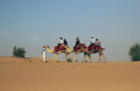 Dubai Camel Ride