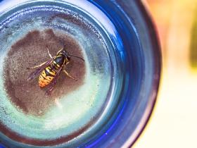 Colorful Wasp